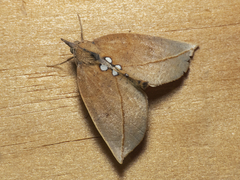 Rhinoligia biocellata