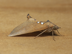 Rhinoligia biocellata