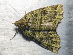 Chloroclydon rinodaria