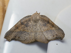 Syncirsodes primata
