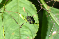 Palomena prasina