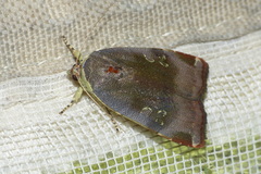 Noctua janthina