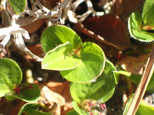 Image of Salix rotundifolia by (c) Matt Bowser, some rights reserved (CC BY)