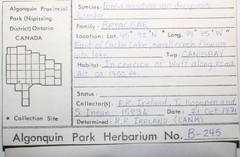 Pohlia annotina decipiens