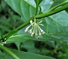 Solanum symmetricum