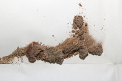 Pohlia annotina decipiens