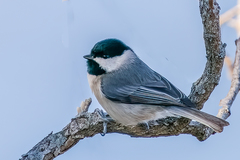 Carolina Chickadee photo 4