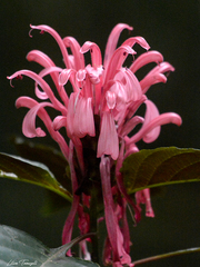 Angiospermae