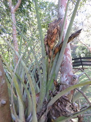 Tillandsia grossispicata