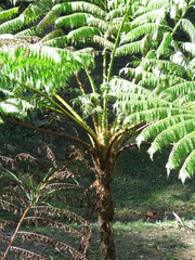 Cyathea costaricensis