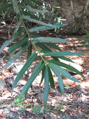 Podocarpus matudae jaliscanus