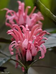 Angiospermae