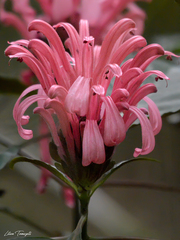 Angiospermae