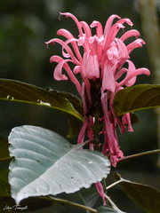 Angiospermae