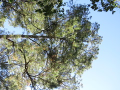Pinus jaliscana