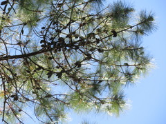 Pinus jaliscana