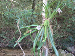 Aechmea bracteata pacifica