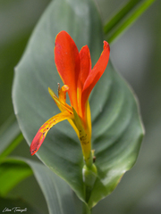 Angiospermae