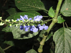 Salvia ibugana