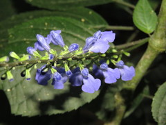 Salvia ibugana