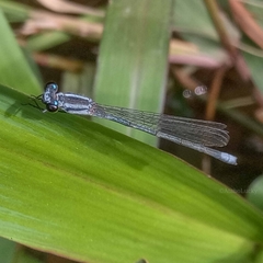 Pseudagrion kersteni