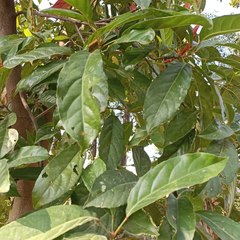 Elaeocarpus floribundus