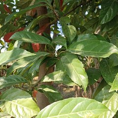 Elaeocarpus floribundus