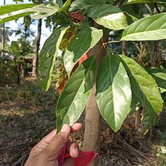 Elaeocarpus floribundus