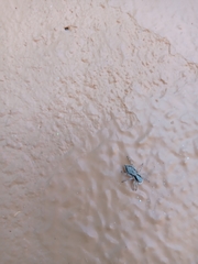 Menemerus bivittatus