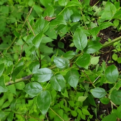 Cassinopsis ilicifolia