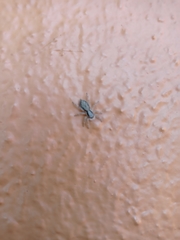 Menemerus bivittatus