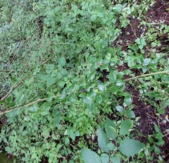 Cassinopsis ilicifolia