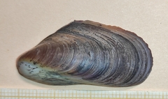 Modiolus barbatus
