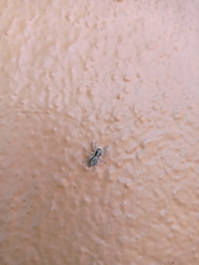 Menemerus bivittatus