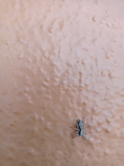 Menemerus bivittatus