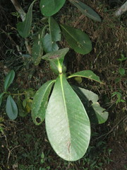 Clusia salvinii