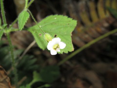Stemodia macrantha