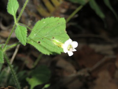 Stemodia macrantha