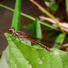 Platycypha caligata