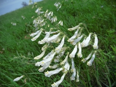 Penstemon oklahomensis