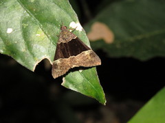Hypena variabilis