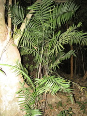 Chamaedorea pochutlensis