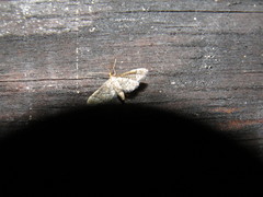 Steniini