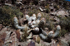 Oreocereus trollii