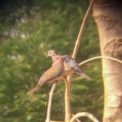Streptopelia senegalensis