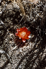 Aylostera steinmannii