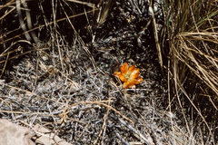 Aylostera pygmaea