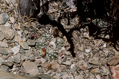 Aylostera pygmaea