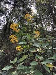 Rumfordia floribunda