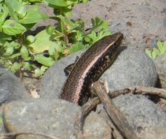 Chalcides sexlineatus